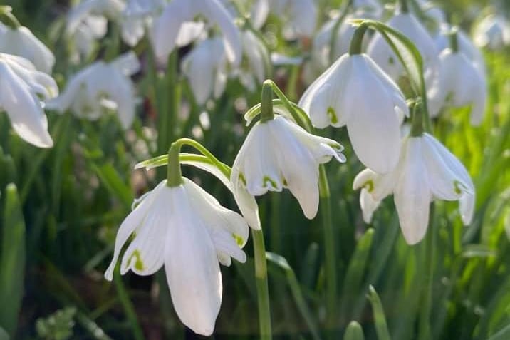 More snowdrops in bloom at Castle Ashby.