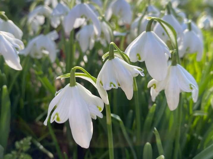 More snowdrops in bloom at Castle Ashby.