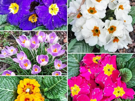 Thank you to Heather Nickisson for sharing this colourful picture