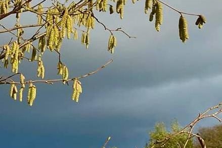 Catkins and clouds captured by Michele Ryan