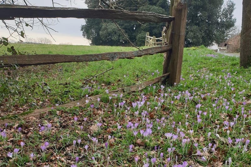 Cat Meikle shared this lovely picture of spring flowers
