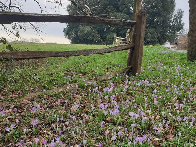 Cat Meikle shared this lovely picture of spring flowers