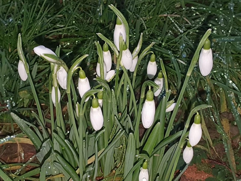 Thank you to Linda Carmel for this spring picture