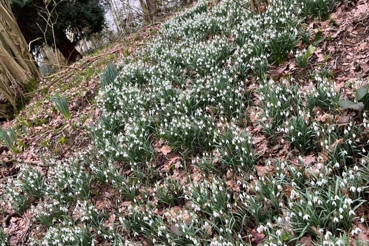 Thank you to Gina Vowles for this picture of snowdrops