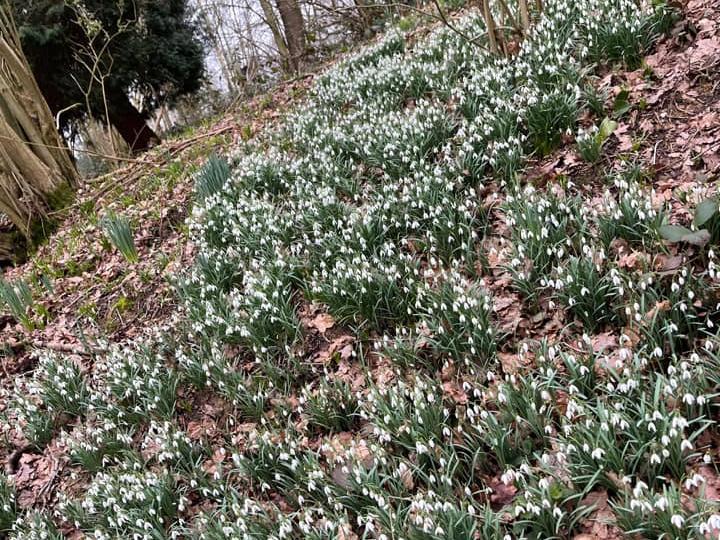 Thank you to Gina Vowles for this picture of snowdrops