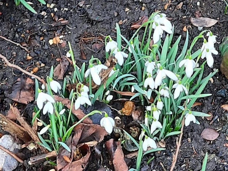 Drusilla Whittington shared this pretty picture