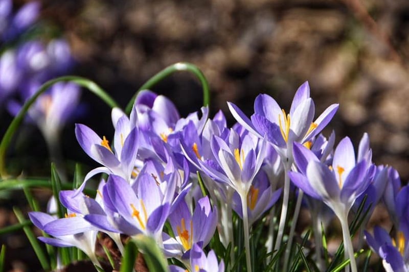 The spring crocus flowers are in bloom!