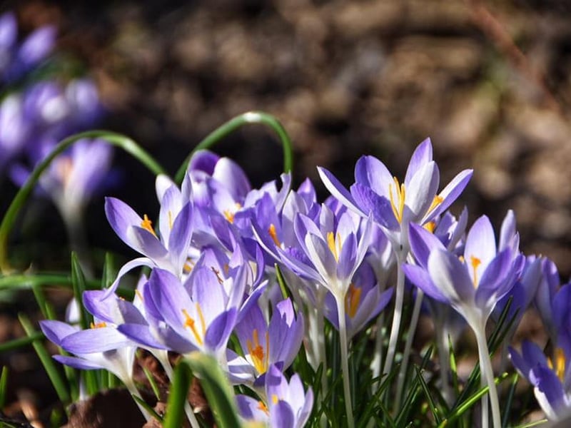 The spring crocus flowers are in bloom!