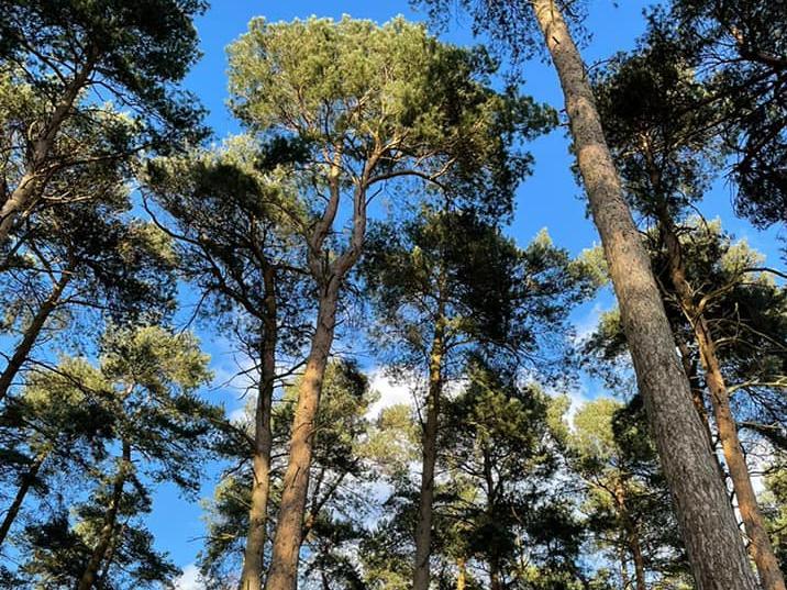 Beautiful treetop photo taken at Harlestone Firs.