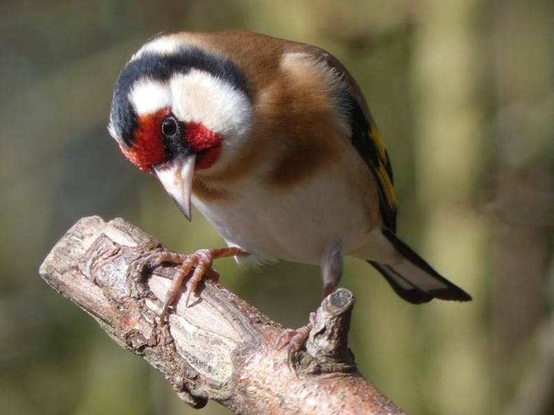 A curious Goldfinch.