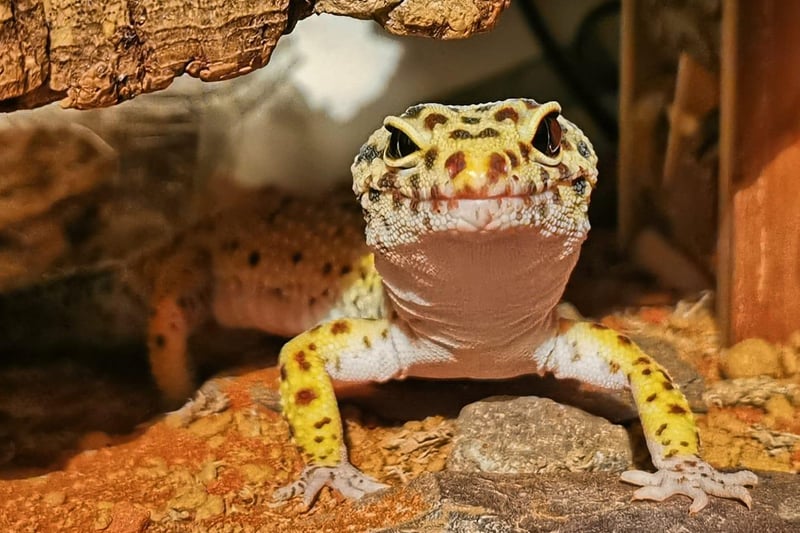 A 'very happy Gecko after dinner'.