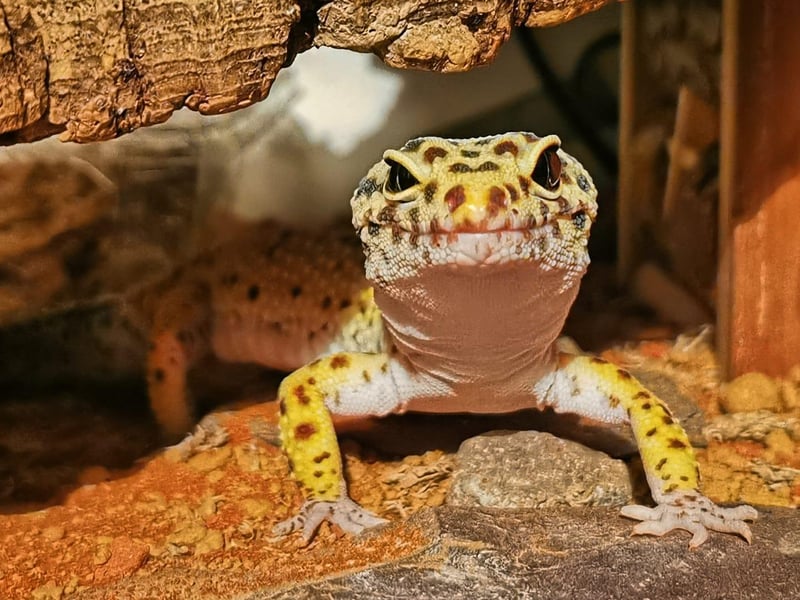 A 'very happy Gecko after dinner'.