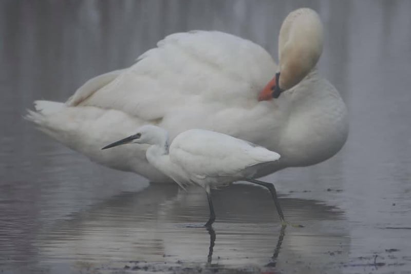 A swan and a little egret bird.