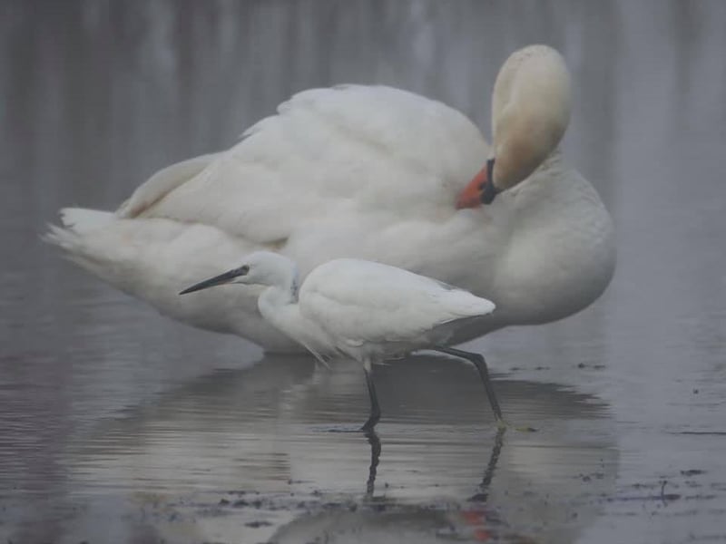 A swan and a little egret bird.