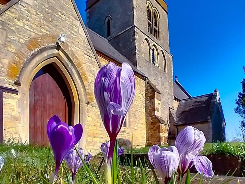 More spring crocus flowers at Roade.