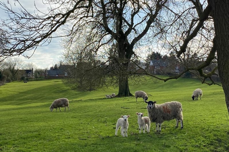 This 'baaa-rilliant' picture was taken in Great Oxendon.