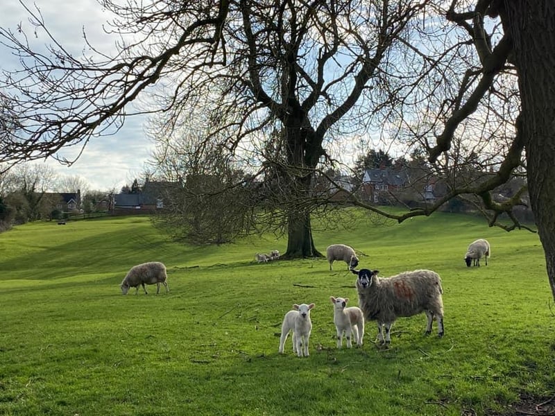 This 'baaa-rilliant' picture was taken in Great Oxendon.