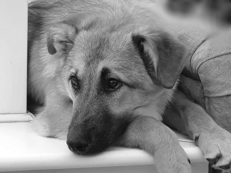 "Our new Romanian rescue, Alfie." He's very photogenic too!