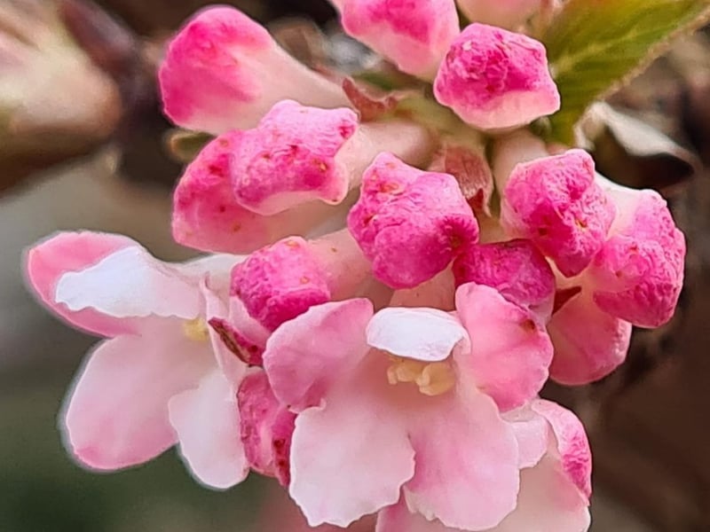 Cherry blossoms beginning to bloom.