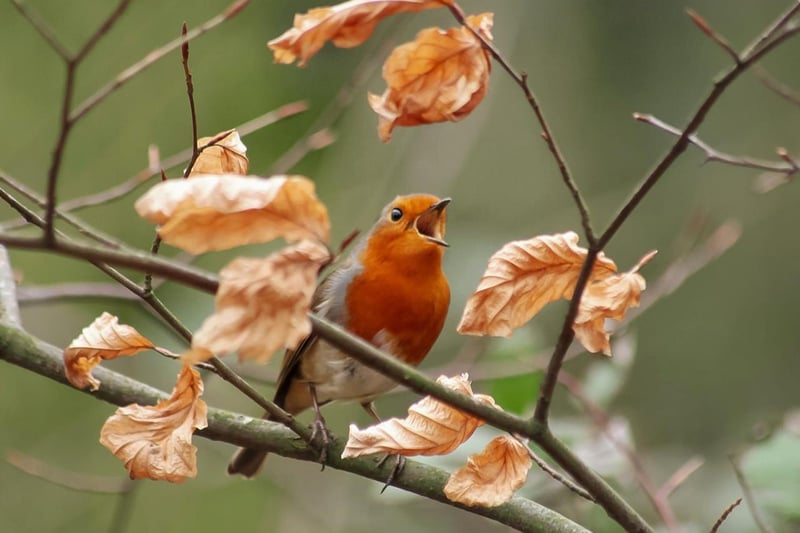 This stunning close-up shot of a robin mid-song was captured in East Carlton County Park.