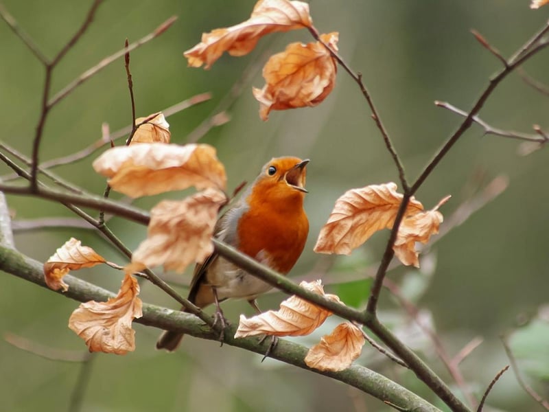 This stunning close-up shot of a robin mid-song was captured in East Carlton County Park.