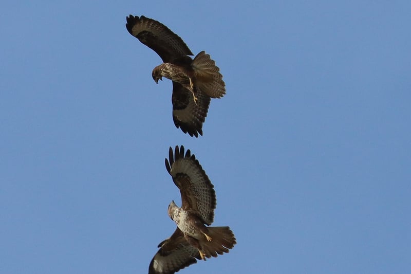 Two buzzards locking eyes mid-air.
