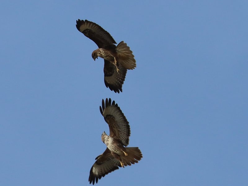 Two buzzards locking eyes mid-air.