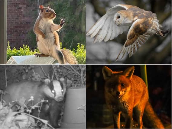 Our readers sent in pictures of wildlife spotted across Northamptonshire.