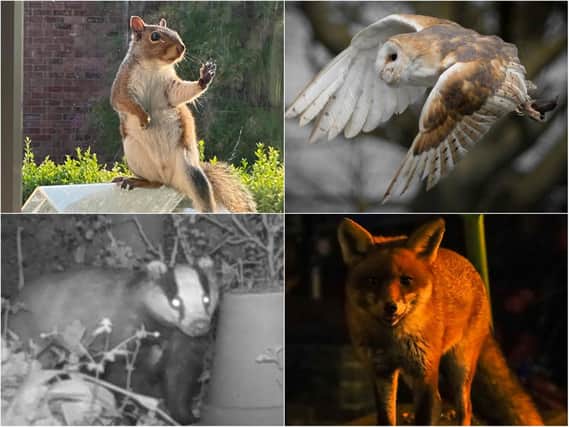 Our readers sent in pictures of wildlife spotted across Northamptonshire.
