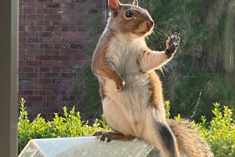 This photo - taken by Nicole Trowers -  is of 'Nutkins' the squirrel who visits her garden every morning to feast on nuts left out for him!