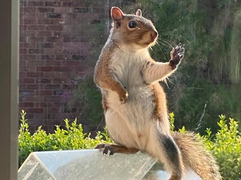 This photo - taken by Nicole Trowers - is of 'Nutkins' the squirrel who visits her garden every morning to feast on nuts left out for him!