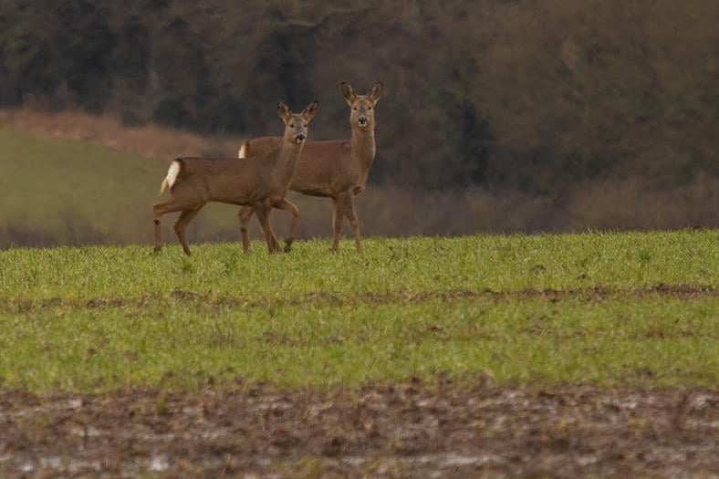 Rex captured this incredible photograph of two deer roaming through the countryside.