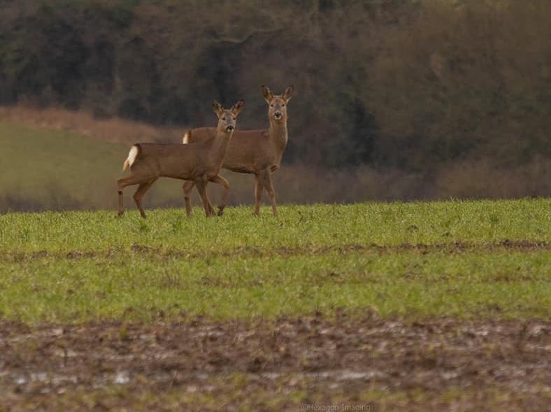 Rex captured this incredible photograph of two deer roaming through the countryside.