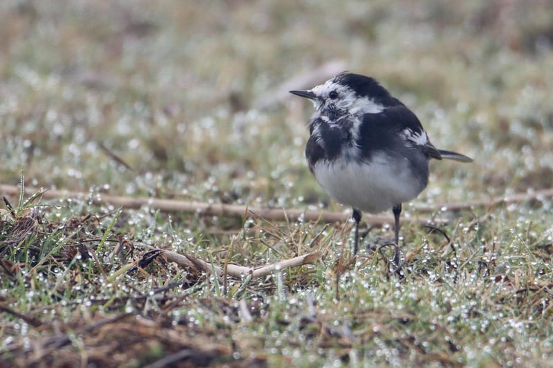 This photograph of a Pied Wagtail was taken by John Bass on a frosty morning.