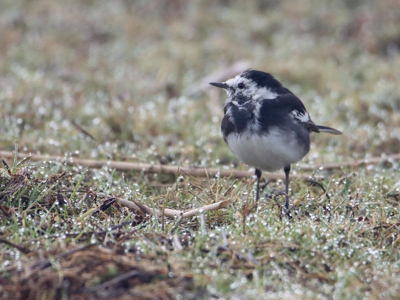 This photograph of a Pied Wagtail was taken by John Bass on a frosty morning.