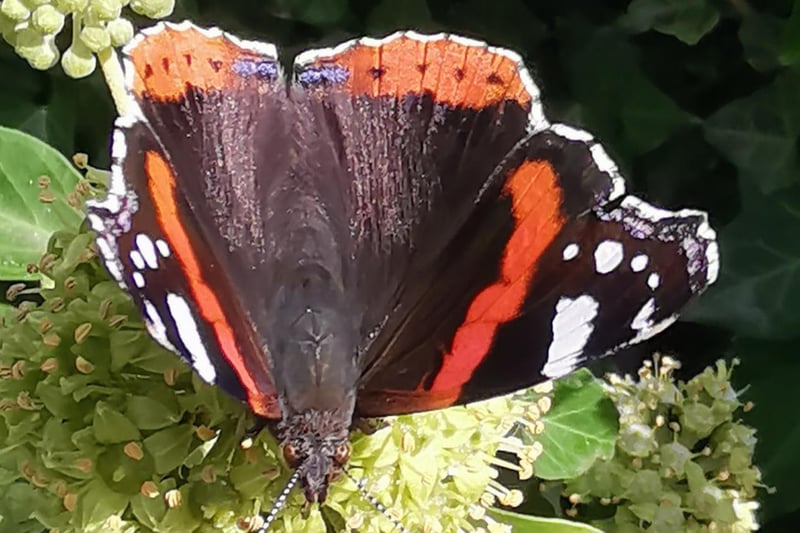 This photo of a Red Admiral Butterfly was taken by Warren Stevens.