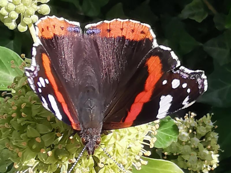 This photo of a Red Admiral Butterfly was taken by Warren Stevens.
