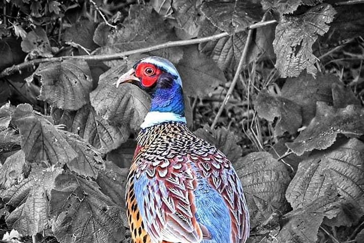 This picture of a peacock was taken by Mike Mook on the border of Northamptonshire and Warwickshire.