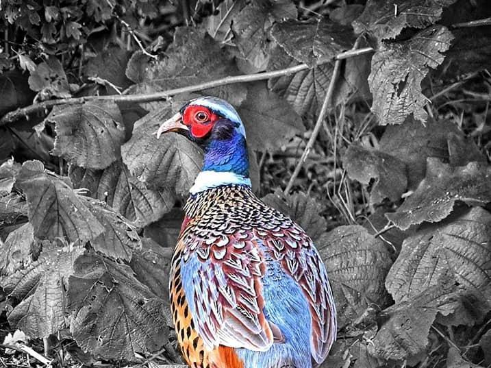 This picture of a peacock was taken by Mike Mook on the border of Northamptonshire and Warwickshire.