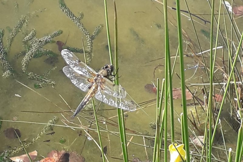 A photo of a four-spotted chaser dragonfly taken by Zoe Furniss