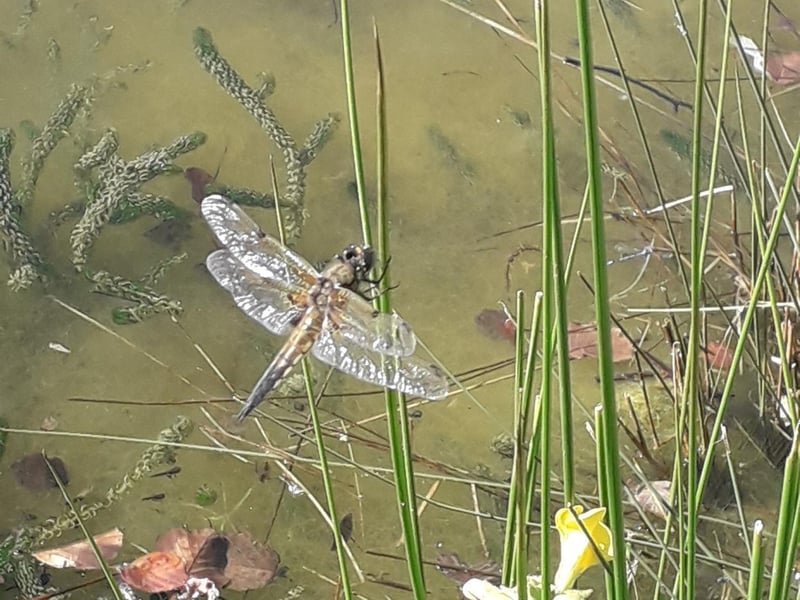 A photo of a four-spotted chaser dragonfly taken by Zoe Furniss