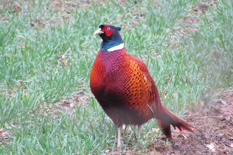 This picture of a Pheasant was taken by JW Photography.