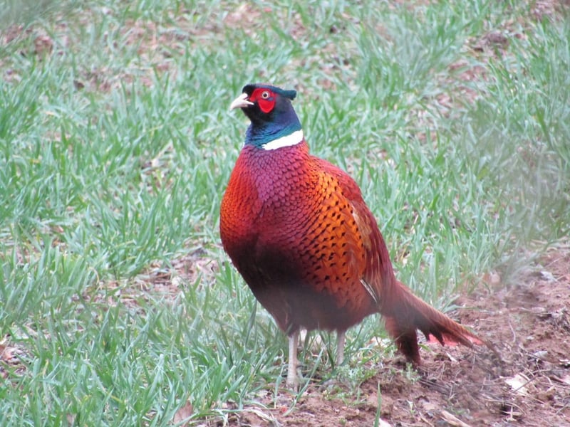 This picture of a Pheasant was taken by JW Photography.