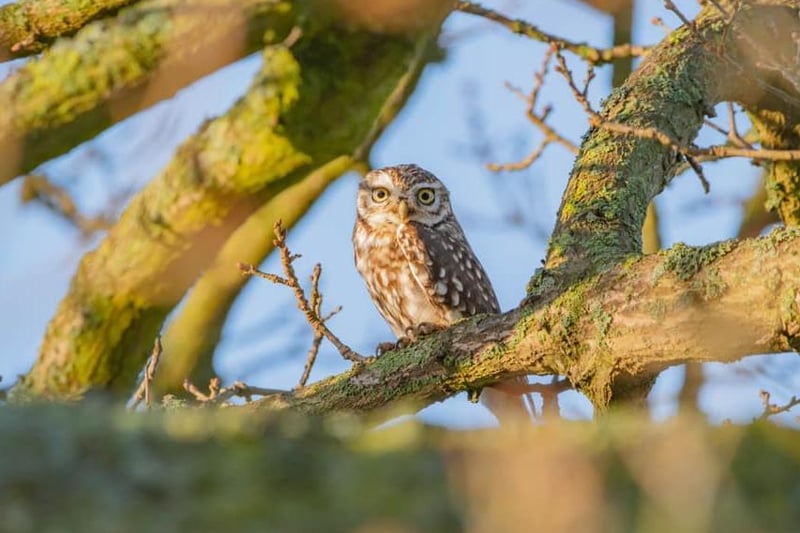 This magnificent picture of an owl was taken by Sophie Cotton.