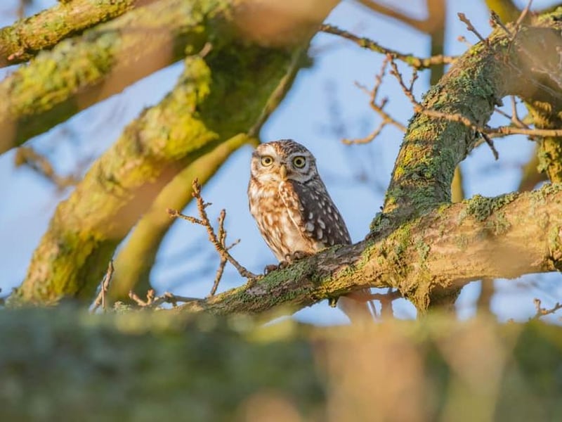 This magnificent picture of an owl was taken by Sophie Cotton.