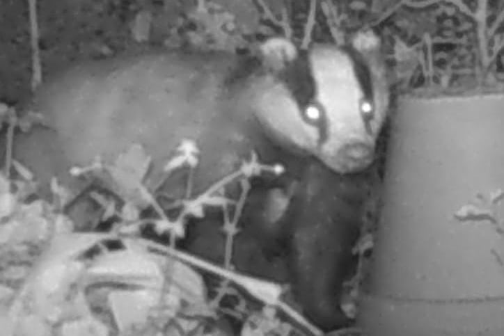 This picture was shared by Nicola McKenna - this badger visits her garden regularly on his nightly rounds!