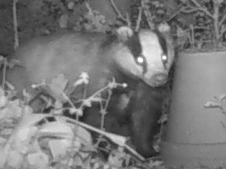 This picture was shared by Nicola McKenna - this badger visits her garden regularly on his nightly rounds!