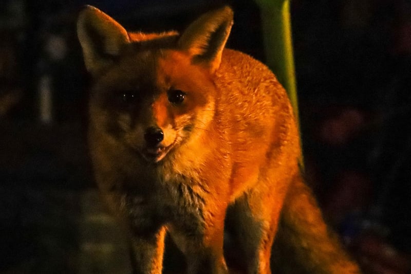 This close-up picture of a fox was sent in by Sophie Rowell after she spotted it in her garden.