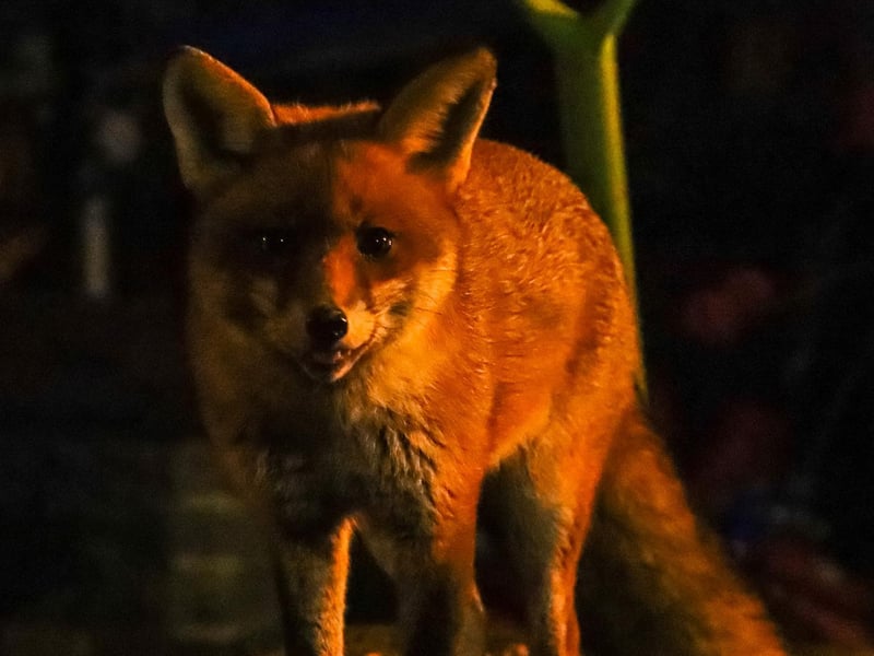 This close-up picture of a fox was sent in by Sophie Rowell after she spotted it in her garden.