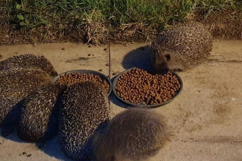 One, two, three, four, five... six hedgehogs visited Claire Cobblers' garden! Hold on a minute, I don't think the 'rule of six' has returned yet...